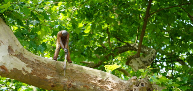 We gaan onderzoek doen naar kapvergunningen
